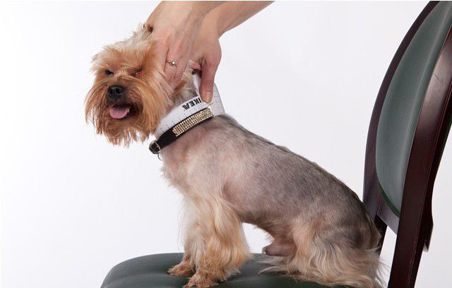 Снять мерки с собаки