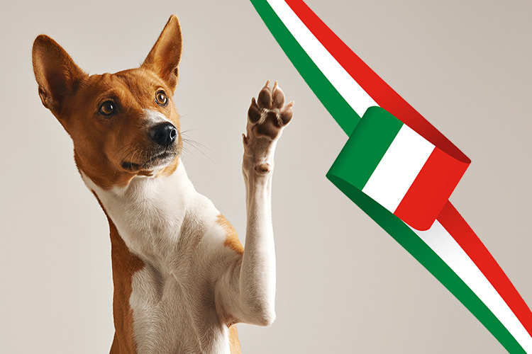 корм аллева скидки