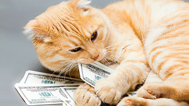 Снижение цен на корма из Италии