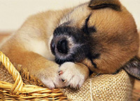 лежаки для собак