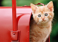 Новый кошкин дом