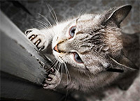 отучить кота царапать мебель