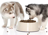 миски для собак