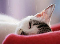 уход после стерелизации