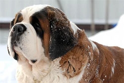 gigantskie-vzroslyj3